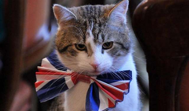 Un chat fait son entrée au Foreign Office britannique